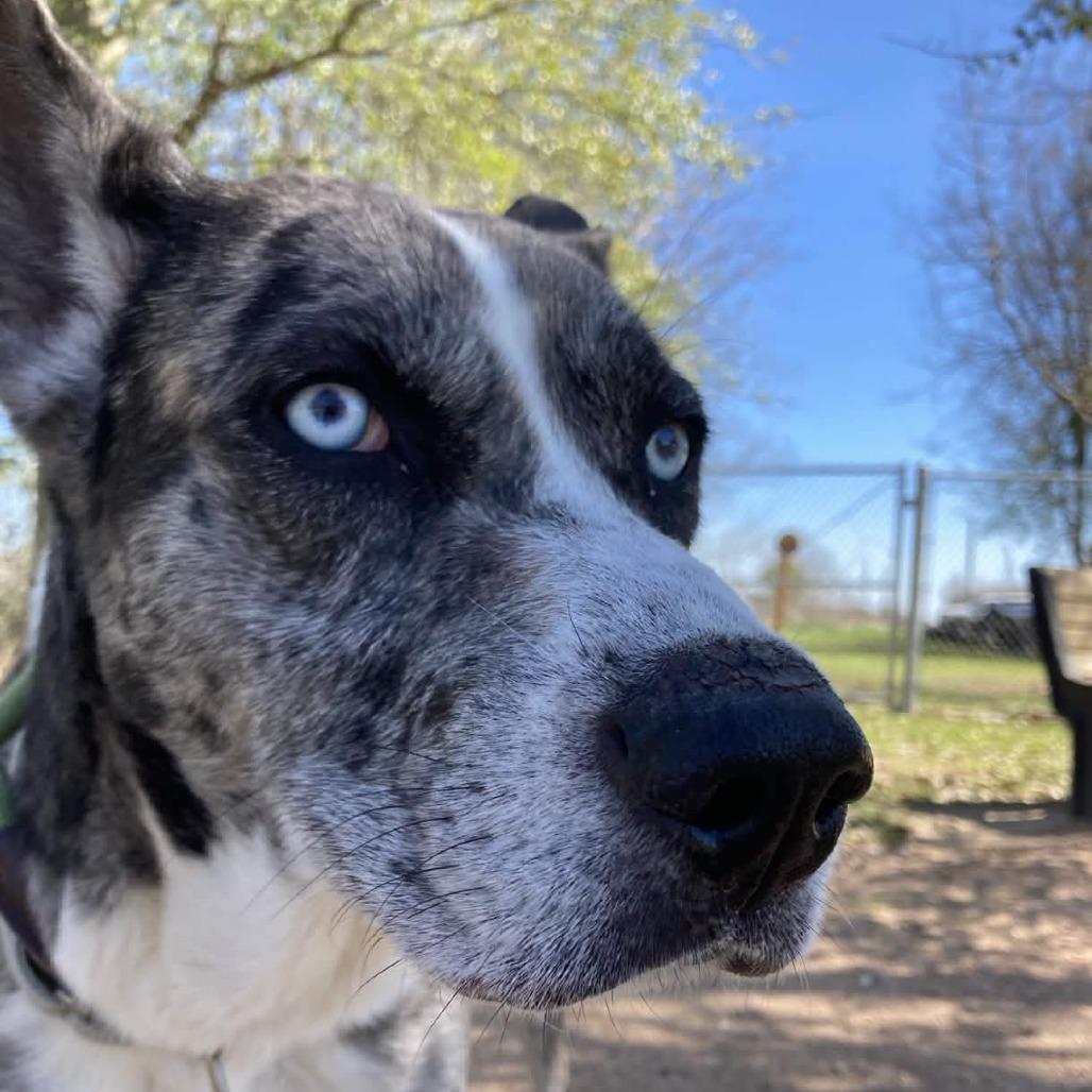 Billy Boy, Adoptable, Adult Male Catahoula Leopard Dog & Husky.