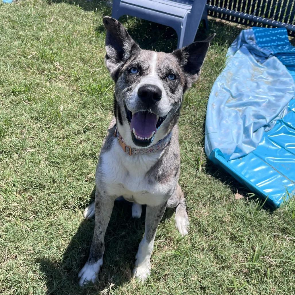 Enlarge Billy Boy, a Adoptable mixed breed in Beaumont, TX image 4/6