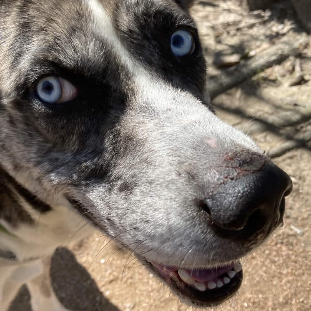 Billy Boy, a Adoptable mixed breed in Beaumont, TX image 5/6