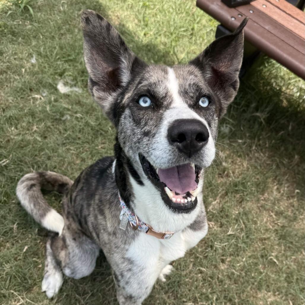 Billy Boy, a Adoptable mixed breed in Beaumont, TX image 6/6