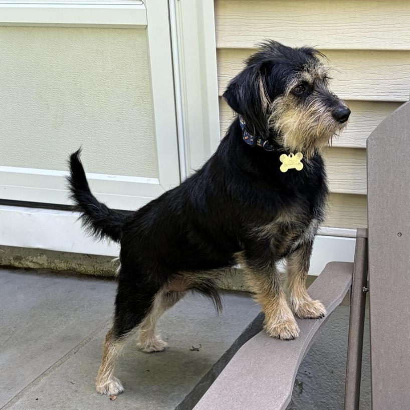 Enlarge DUNCAN, a Adopted mixed breed in norwalk, CT image 6/6