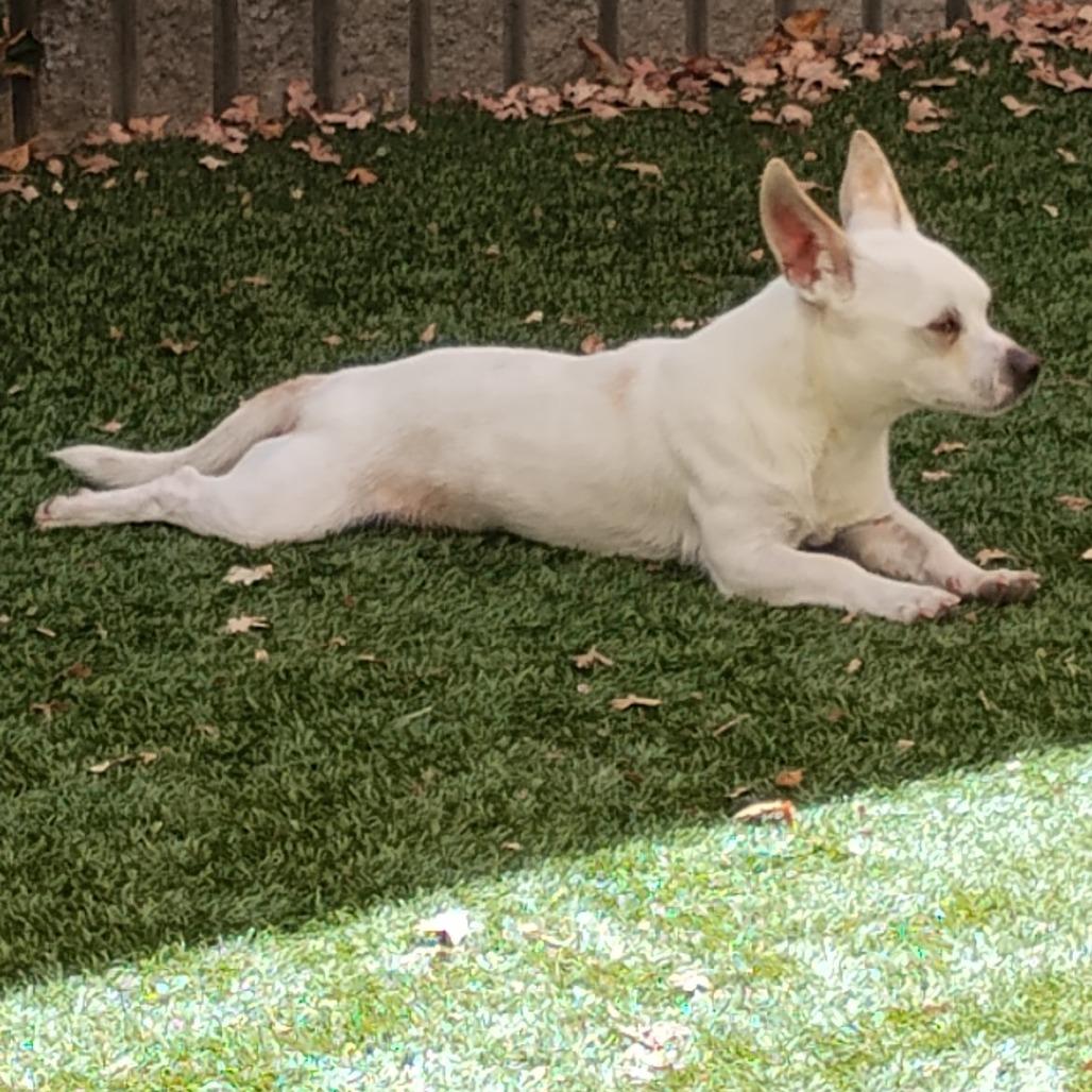 SKIPPER, Adoptable, Adult Male Chihuahua & Mixed Breed.