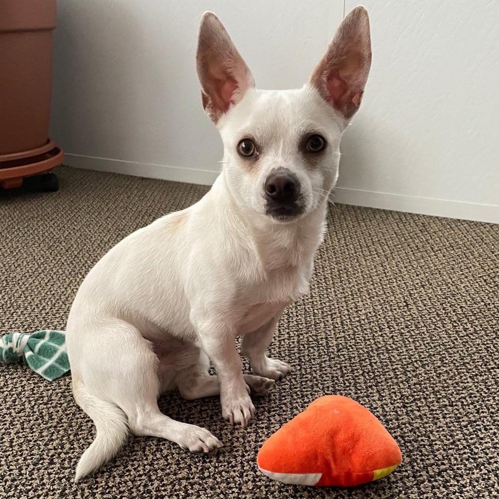 Enlarge SKIPPER, a Adoptable mixed breed in Pleasanton, CA image 2/6
