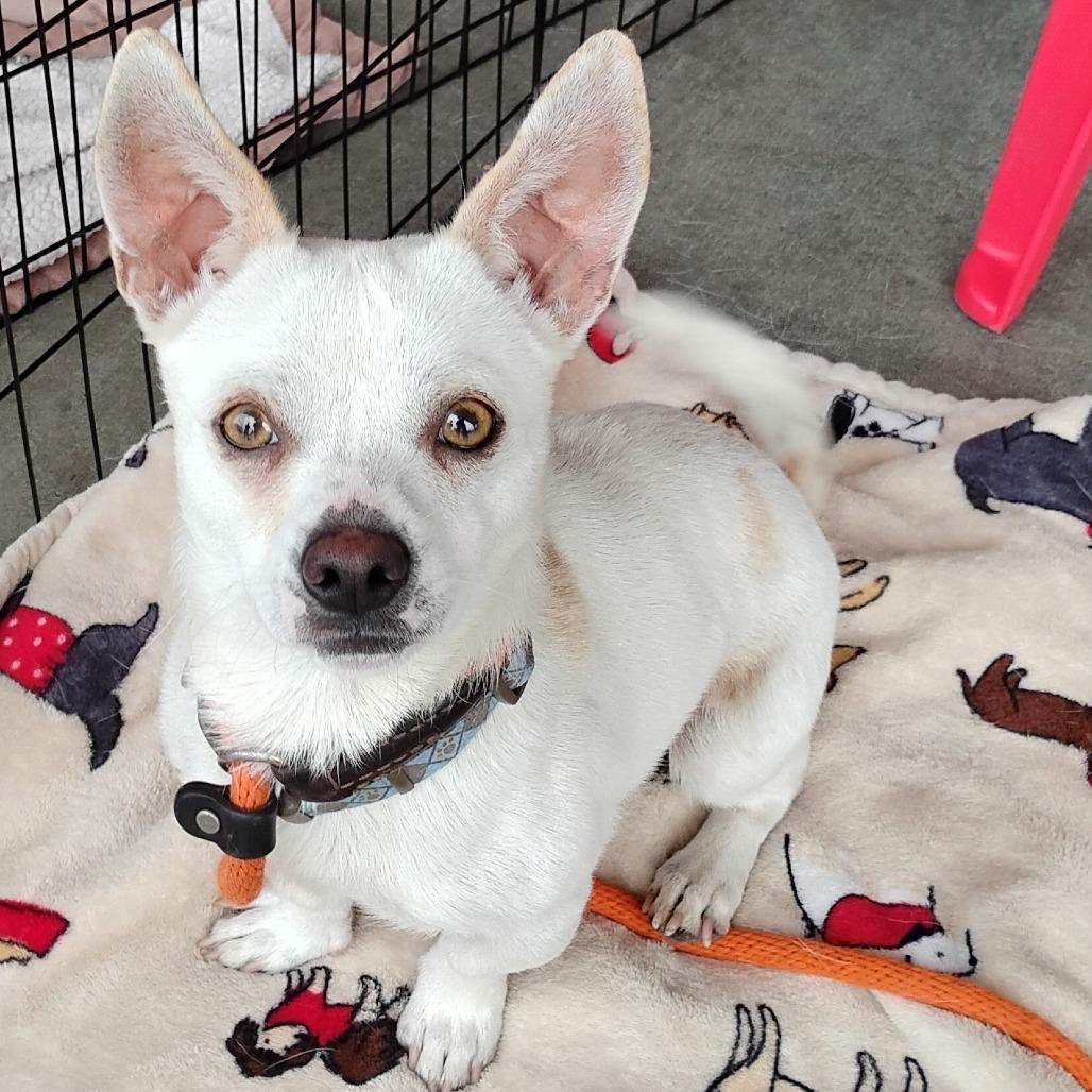 Enlarge SKIPPER, a Adoptable mixed breed in Pleasanton, CA image 3/6