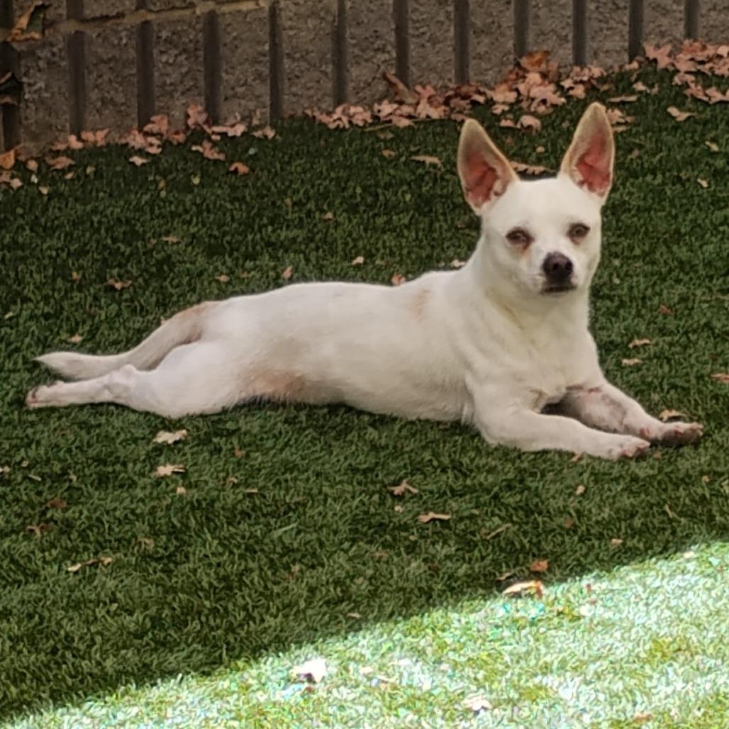 Enlarge SKIPPER, a Adoptable mixed breed in Pleasanton, CA image 4/6