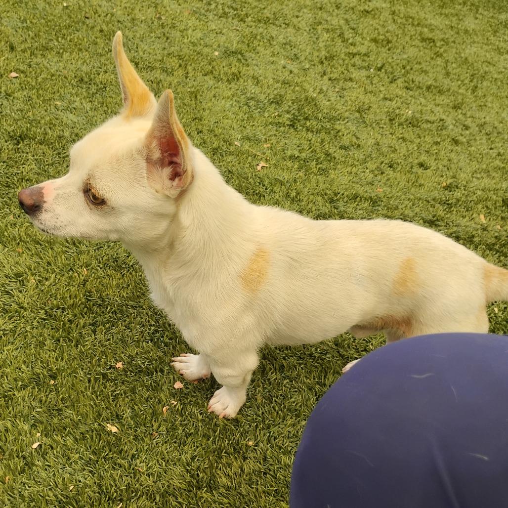 Enlarge SKIPPER, a Adoptable mixed breed in Pleasanton, CA image 5/6