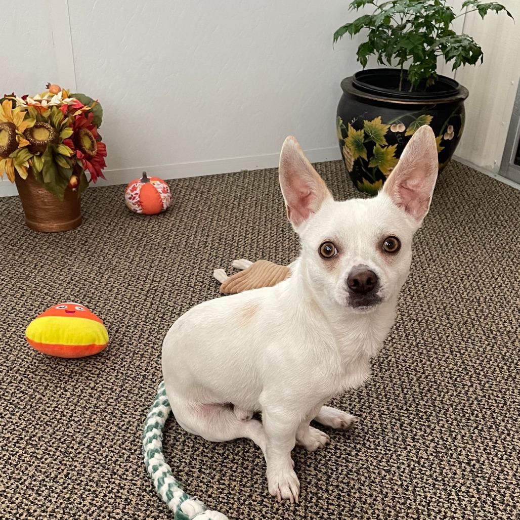 Enlarge SKIPPER, a Adoptable mixed breed in Pleasanton, CA image 6/6