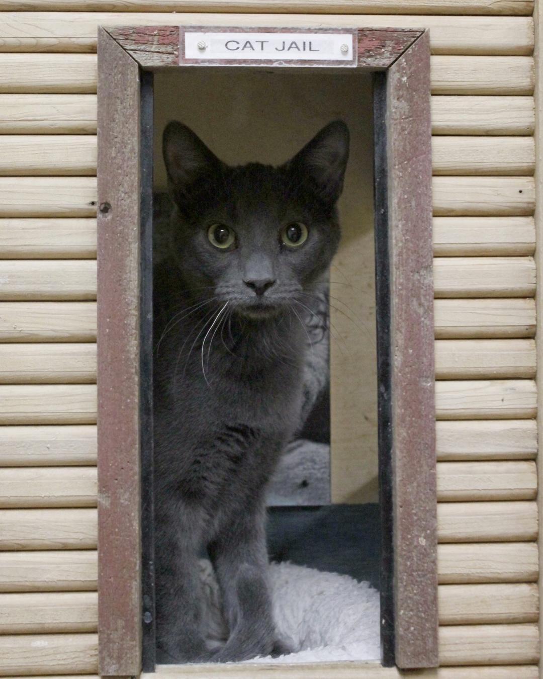 OLI, a Adoptable Domestic Short Hair in Austin, MN image 1/3