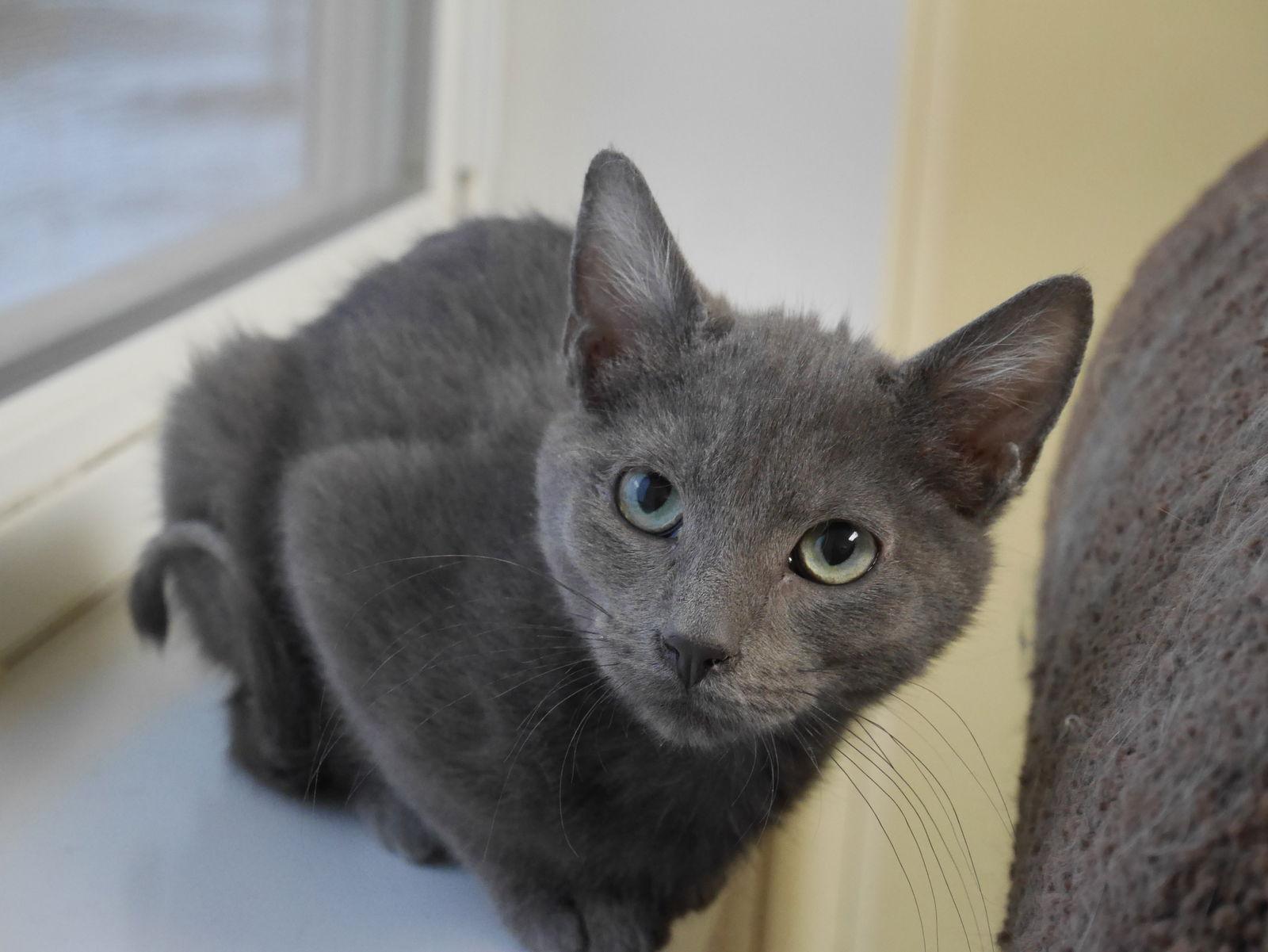 OLI, a Adoptable Domestic Short Hair in Austin, MN image 3/3