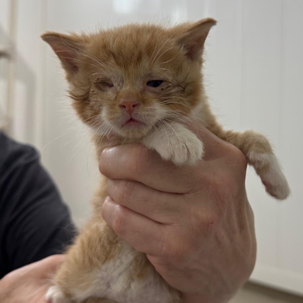 Patches, Adoptable, Kitten Male Domestic Short Hair.