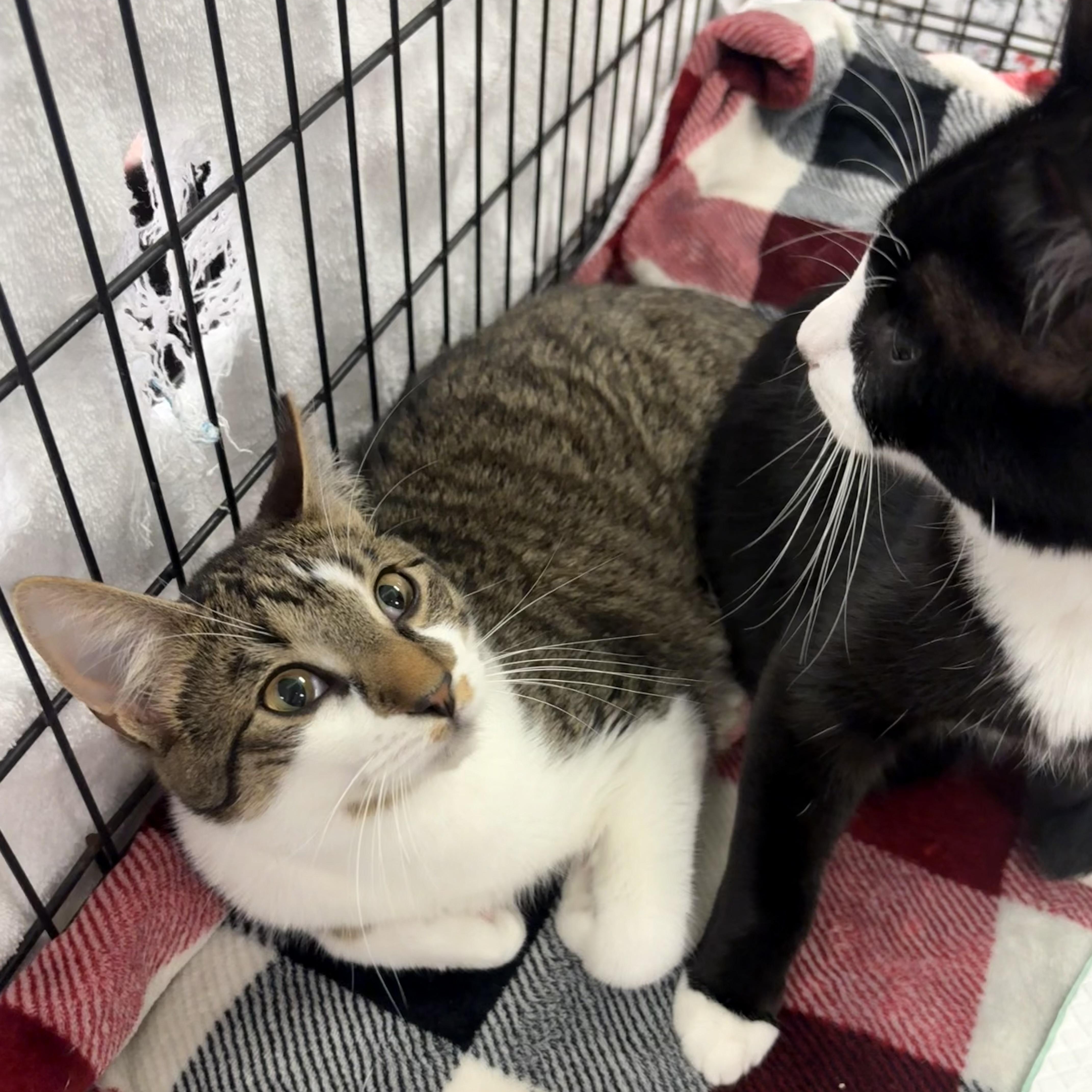 Enlarge Libby and Bunny, a Adopted mixed breed in Youngstown, FL image 2/6