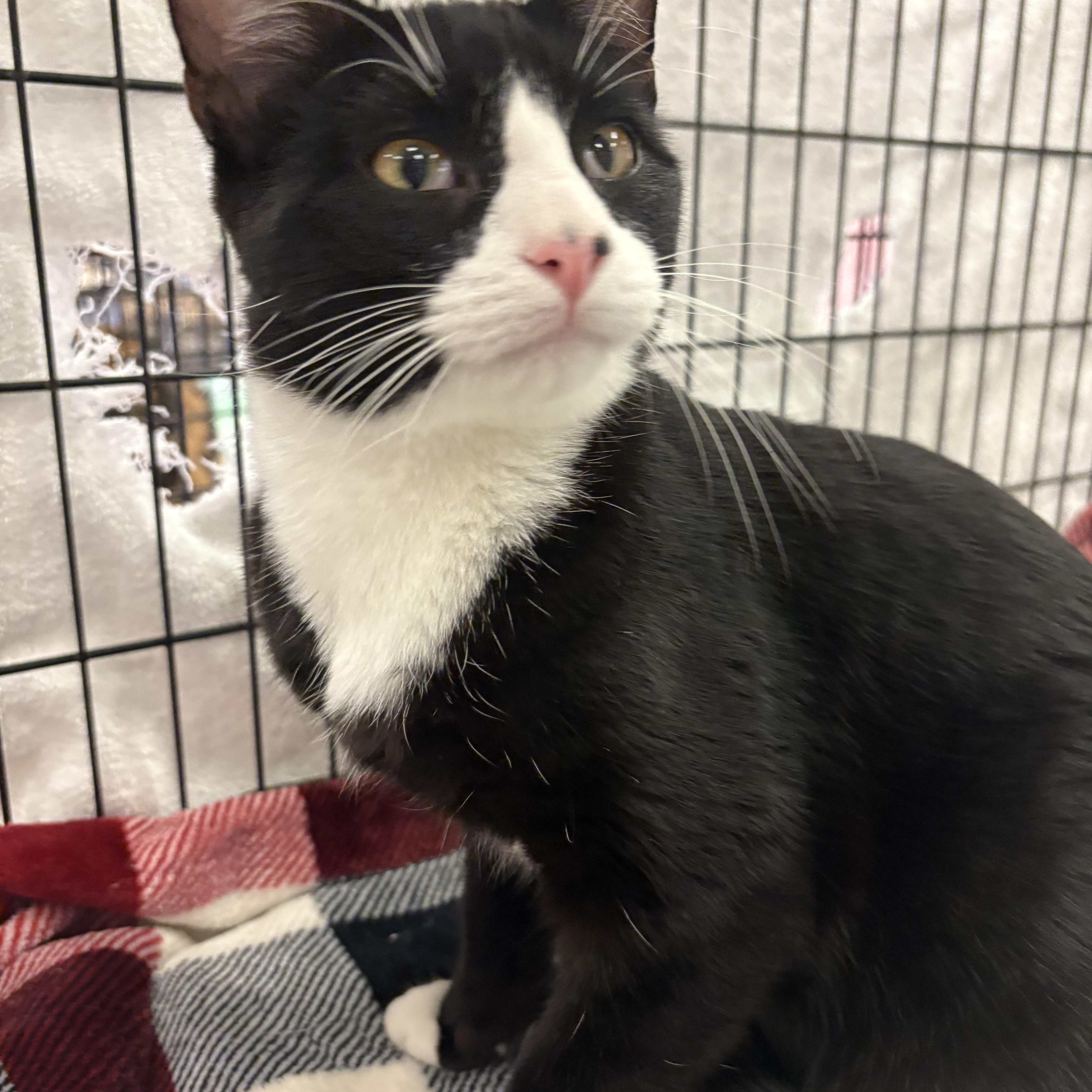 Enlarge Libby and Bunny, a Adopted mixed breed in Youngstown, FL image 4/6