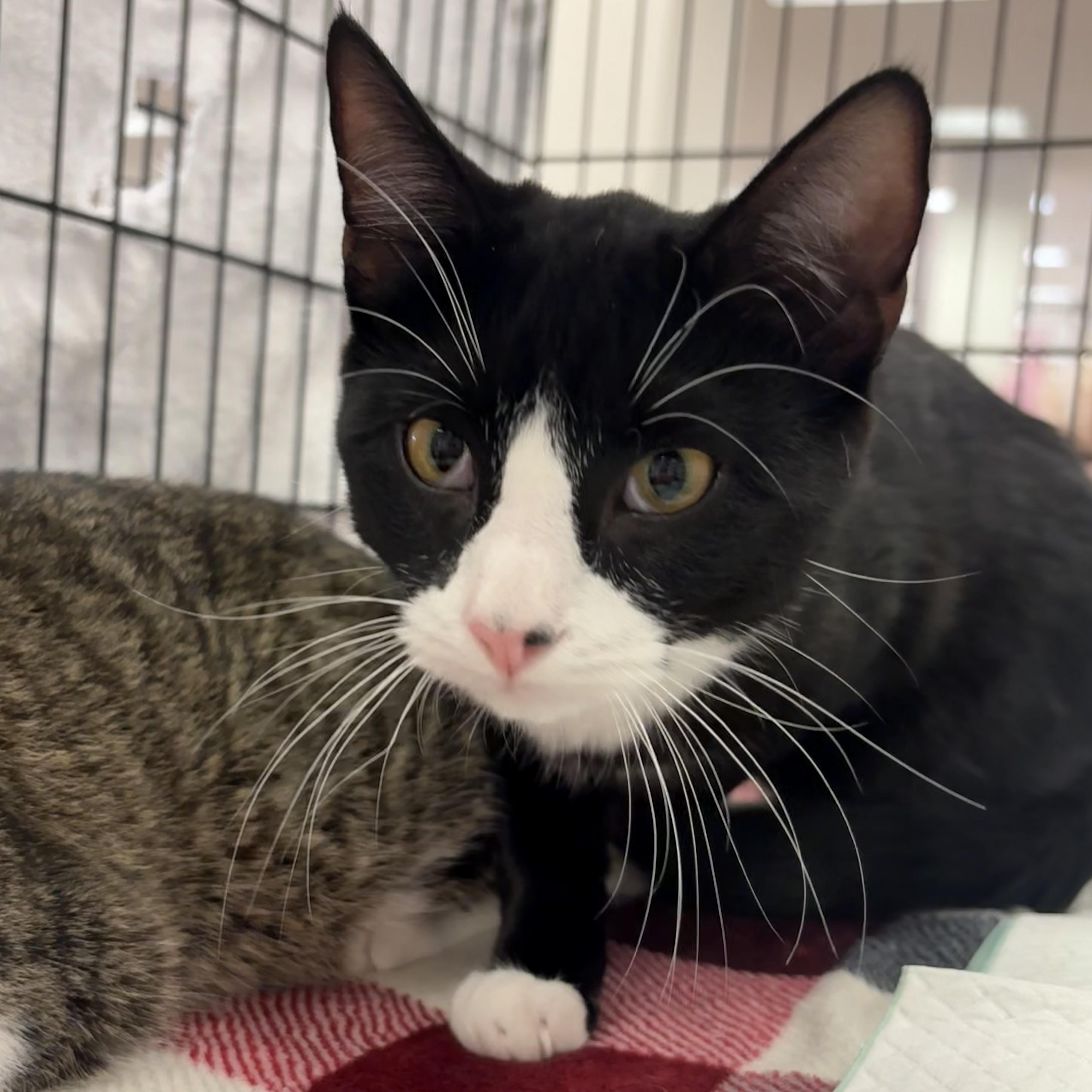 Enlarge Libby and Bunny, a Adopted mixed breed in Youngstown, FL image 6/6