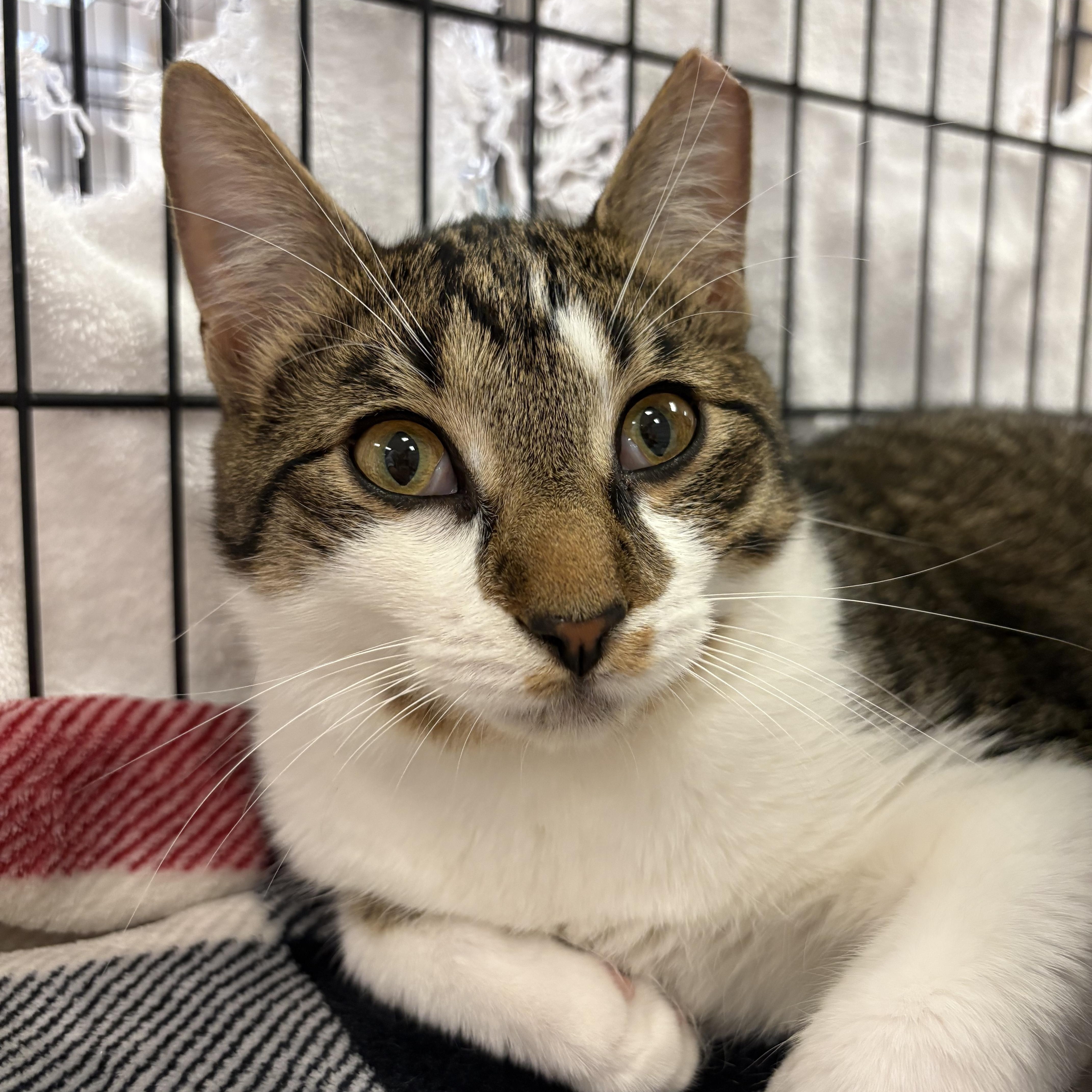 Enlarge Libby and Bunny, a Adopted mixed breed in Youngstown, FL image 3/6