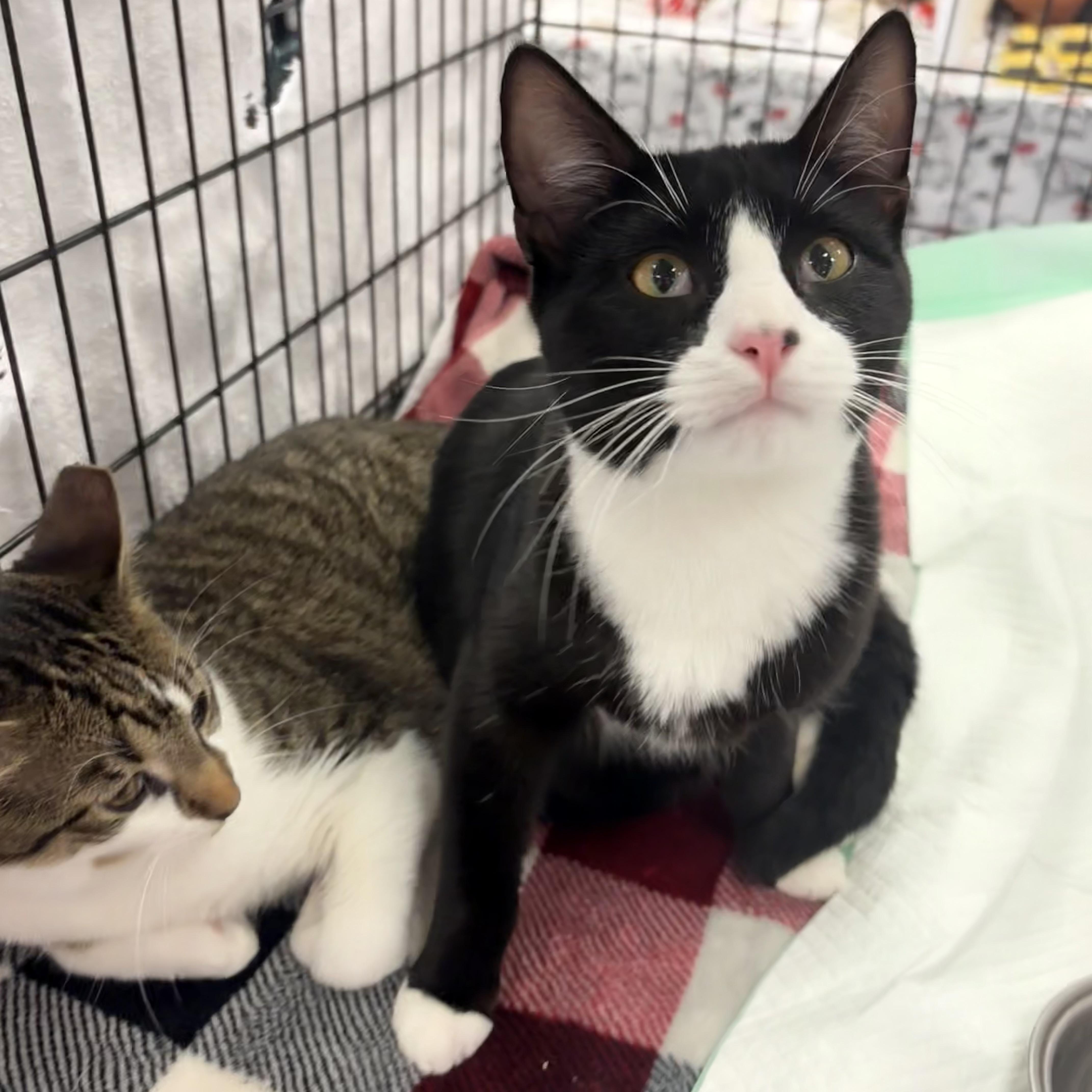 Enlarge Libby and Bunny, a Adopted mixed breed in Youngstown, FL image 1/6