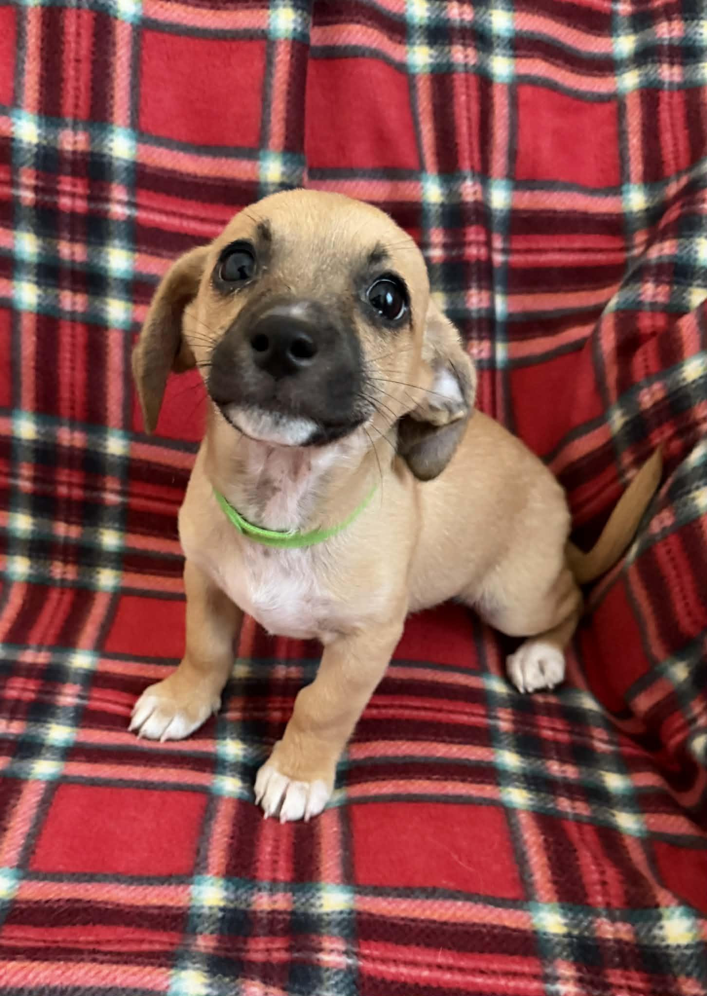 Enlarge Mila, a Adopted mixed breed in Tempe, AZ image 1/6