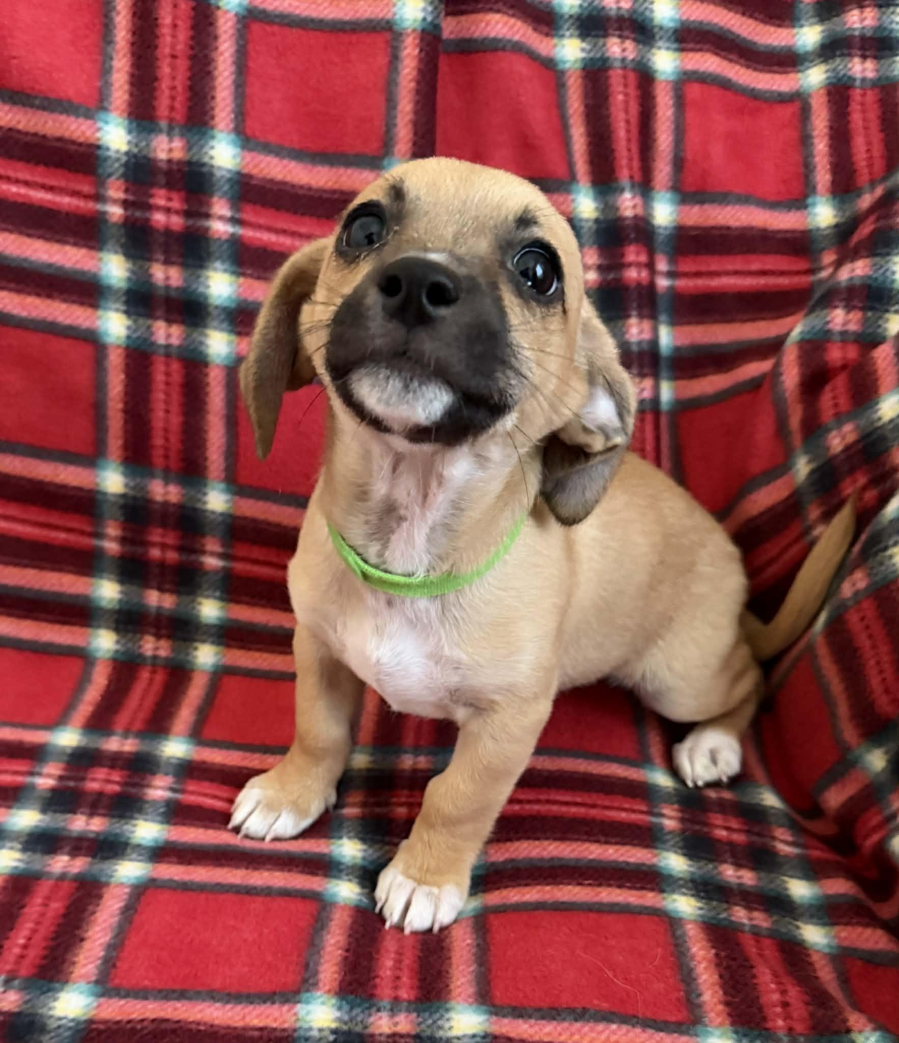 Enlarge Mila, a Adopted mixed breed in Tempe, AZ image 3/6