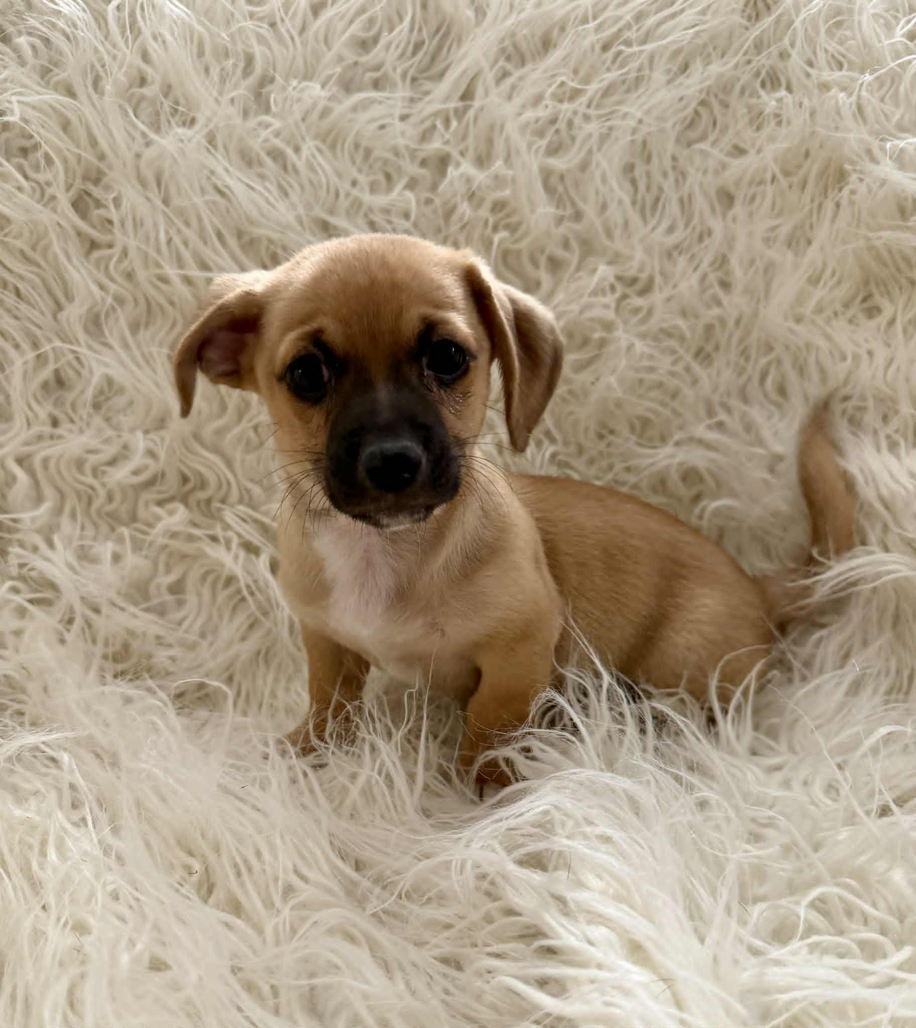 Enlarge Mila, a Adopted mixed breed in Tempe, AZ image 5/6