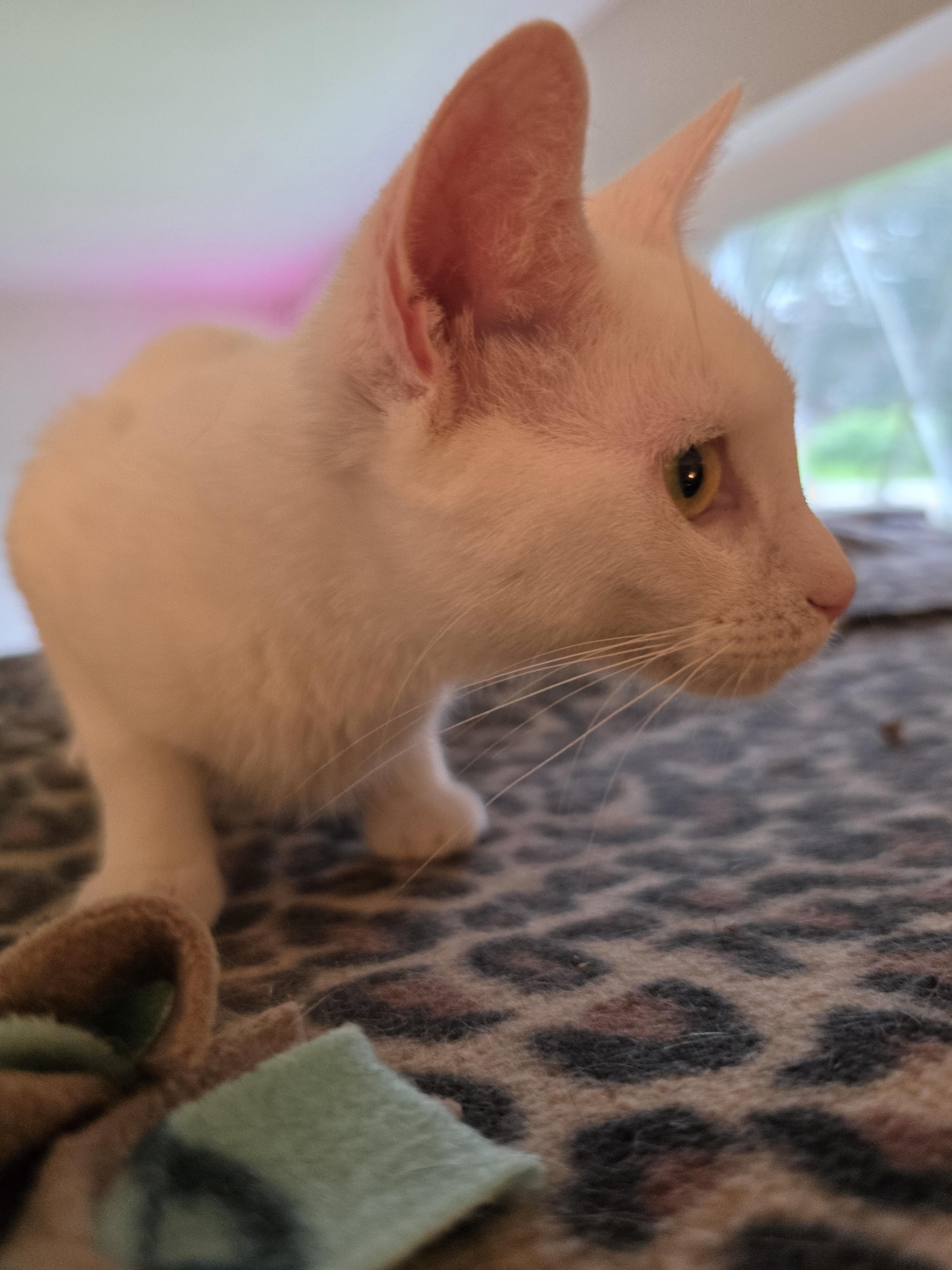 Salt, a Adopted Domestic Short Hair in New Kensington, PA image 1/2