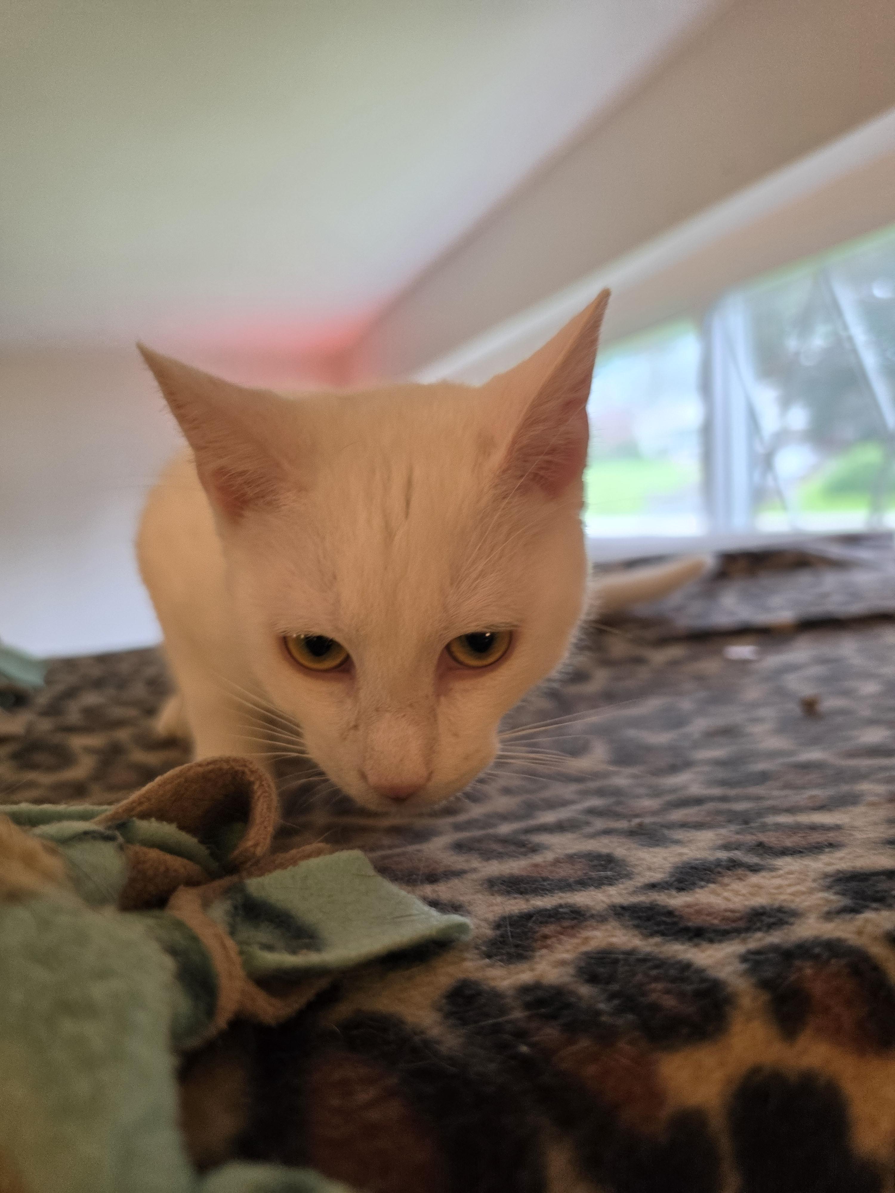Salt, a Adopted Domestic Short Hair in New Kensington, PA image 2/2