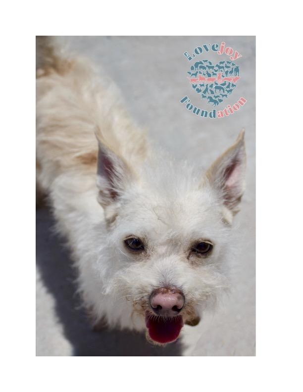 Tater, a ADOPTABLE mixed breed in Inglewood, CA image 2/3