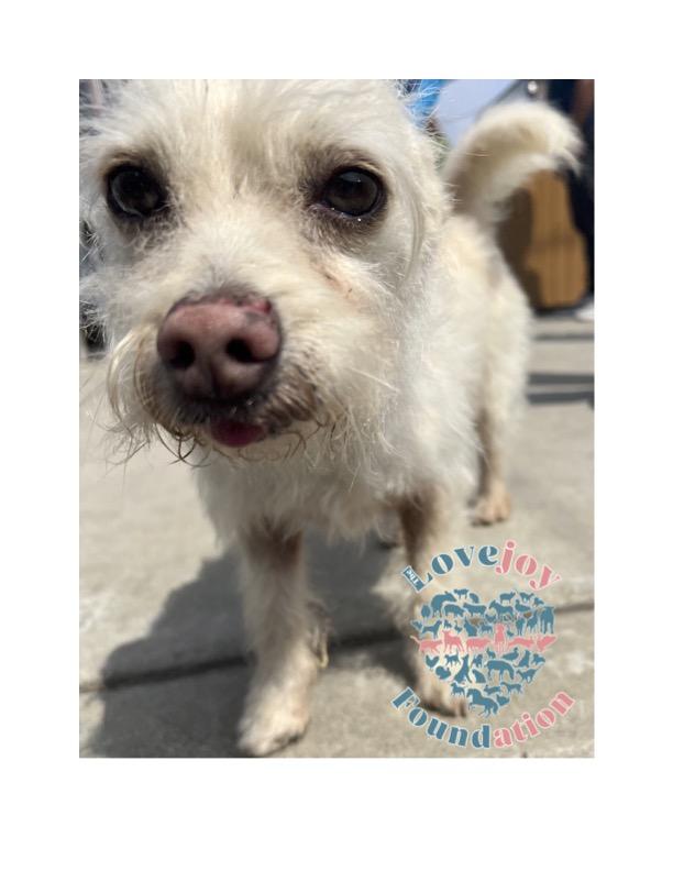 Tater, a ADOPTABLE mixed breed in Inglewood, CA image 3/3