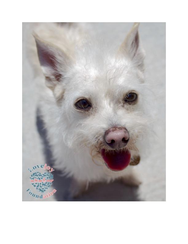 Tater, ADOPTABLE, Senior Male Terrier.