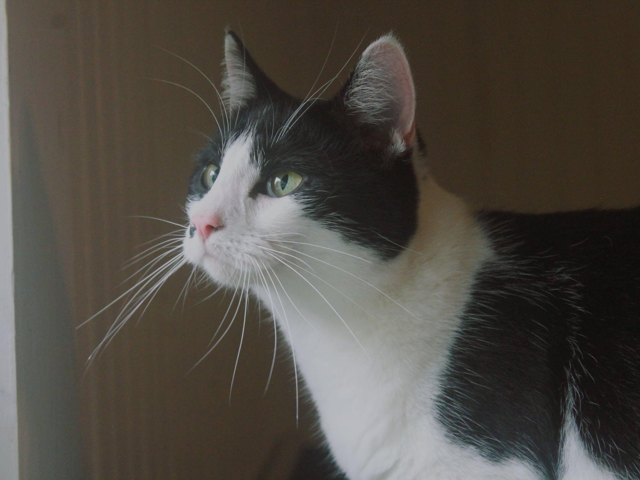 Enlarge Booger, a ADOPTABLE Tuxedo in Rutherfordton, NC image 3/5
