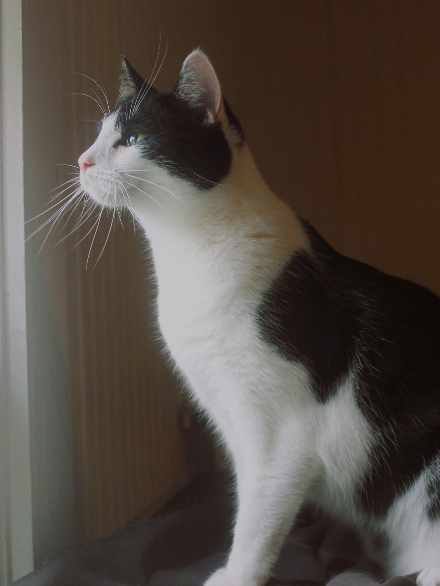 Enlarge Booger, a ADOPTABLE Tuxedo in Rutherfordton, NC image 2/5