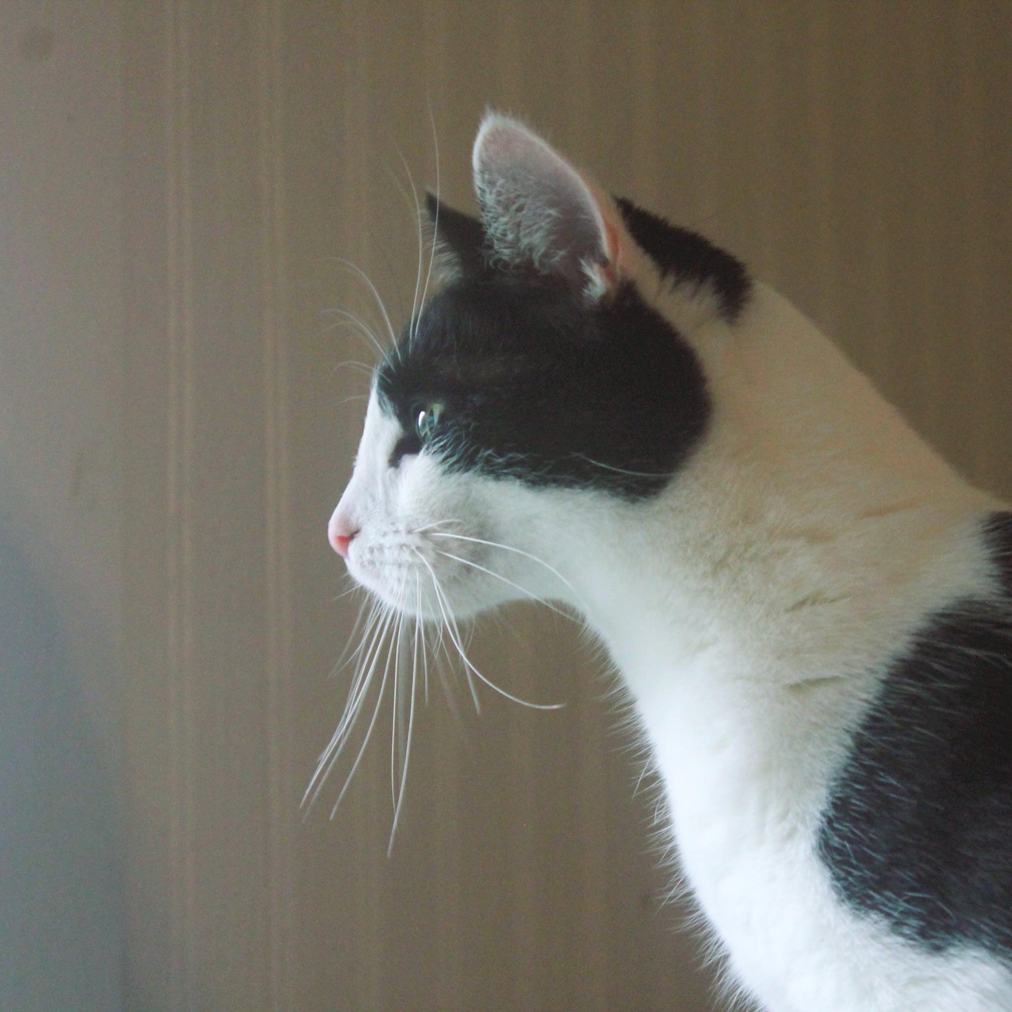 Enlarge Booger, a ADOPTABLE Tuxedo in Rutherfordton, NC image 5/5