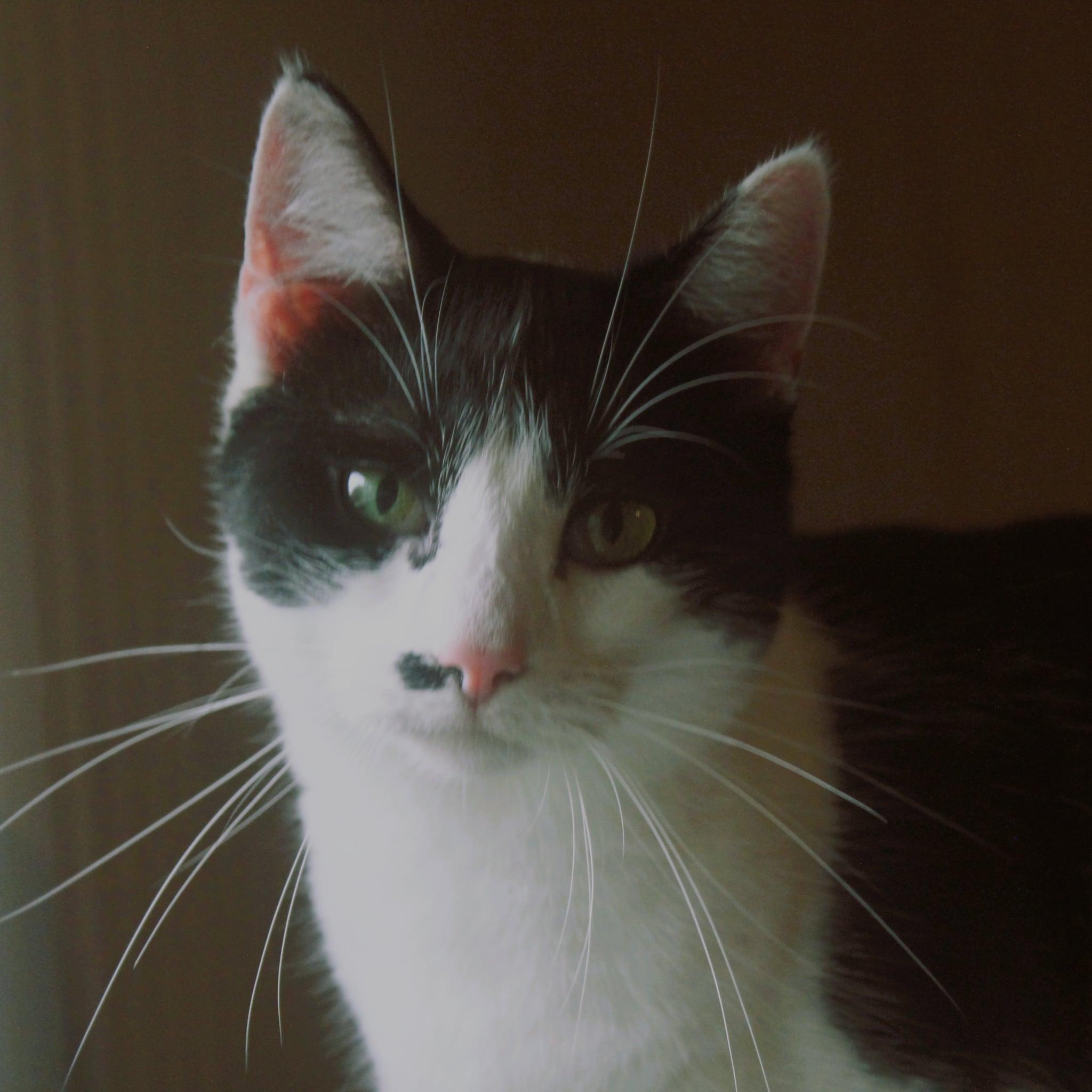 Booger, ADOPTABLE, Adult Female Tuxedo.