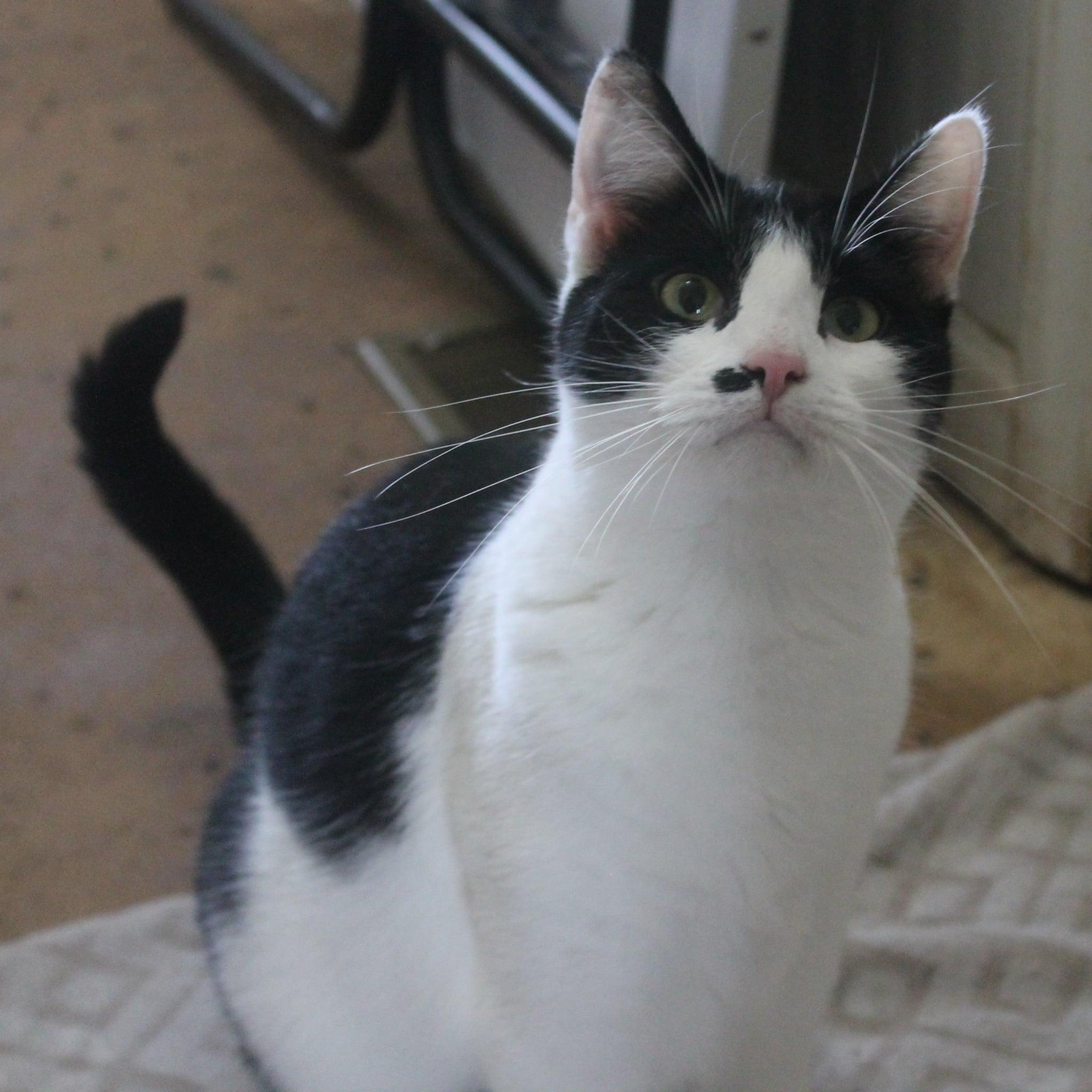 Enlarge Booger, a ADOPTABLE Tuxedo in Rutherfordton, NC image 4/5