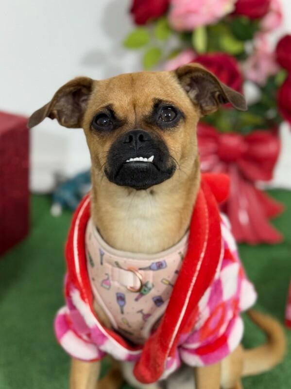 Enlarge Coco, a Adoptable mixed breed in Las Vegas, NV image 1/1