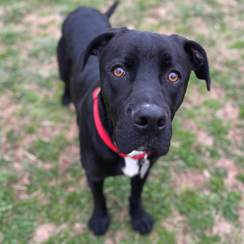 Enlarge Shadow, a Adoptable Mixed Breed in Chattanooga, TN image 1/6