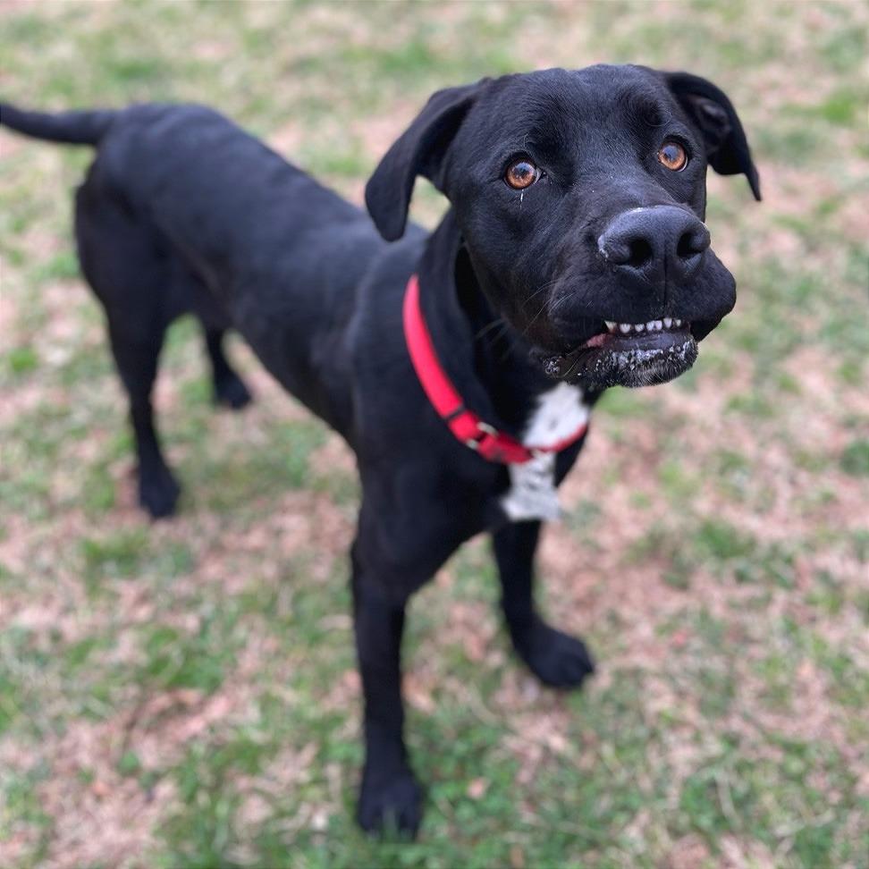 Enlarge Shadow, a Adoptable Mixed Breed in Chattanooga, TN image 2/6