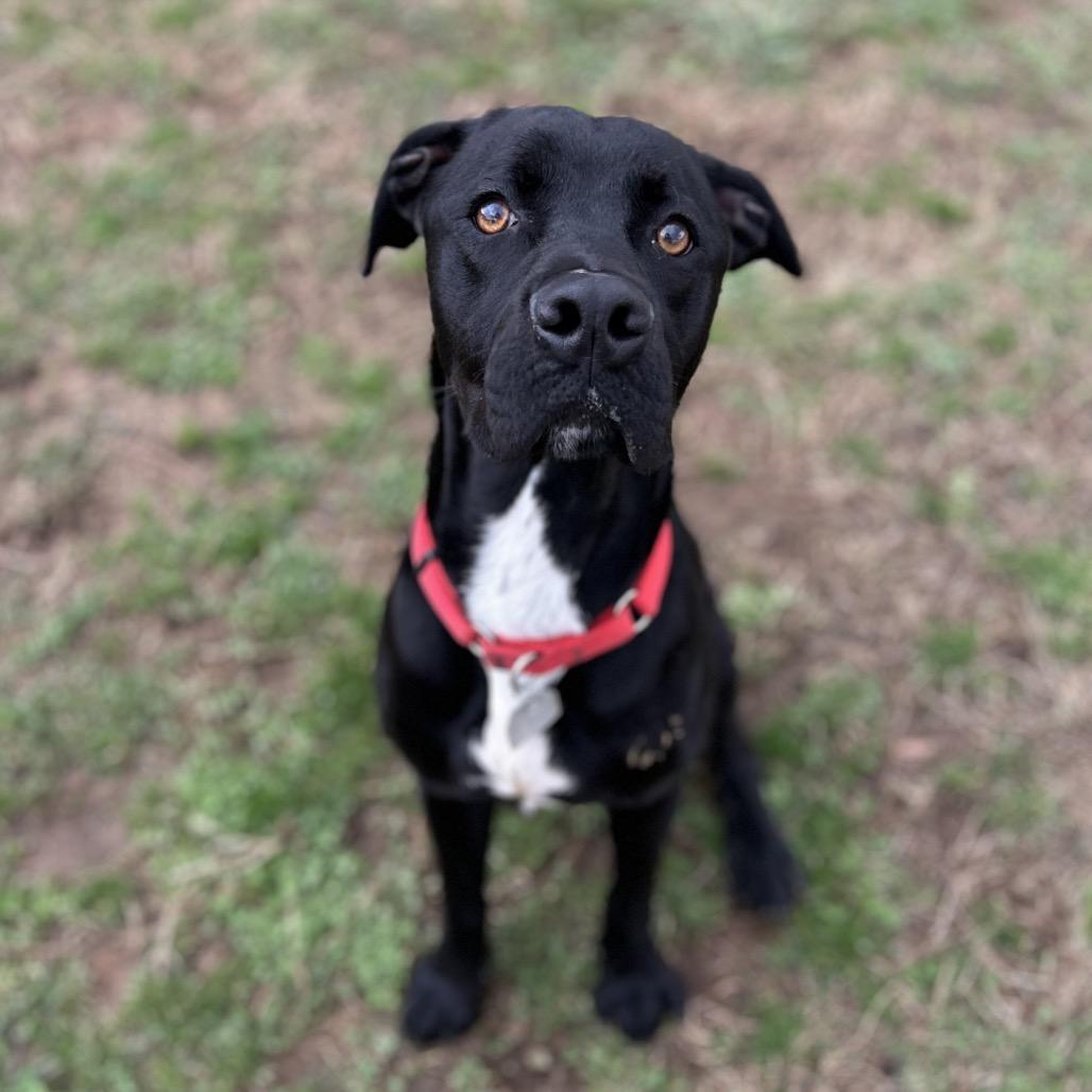Enlarge Shadow, a Adoptable Mixed Breed in Chattanooga, TN image 3/6