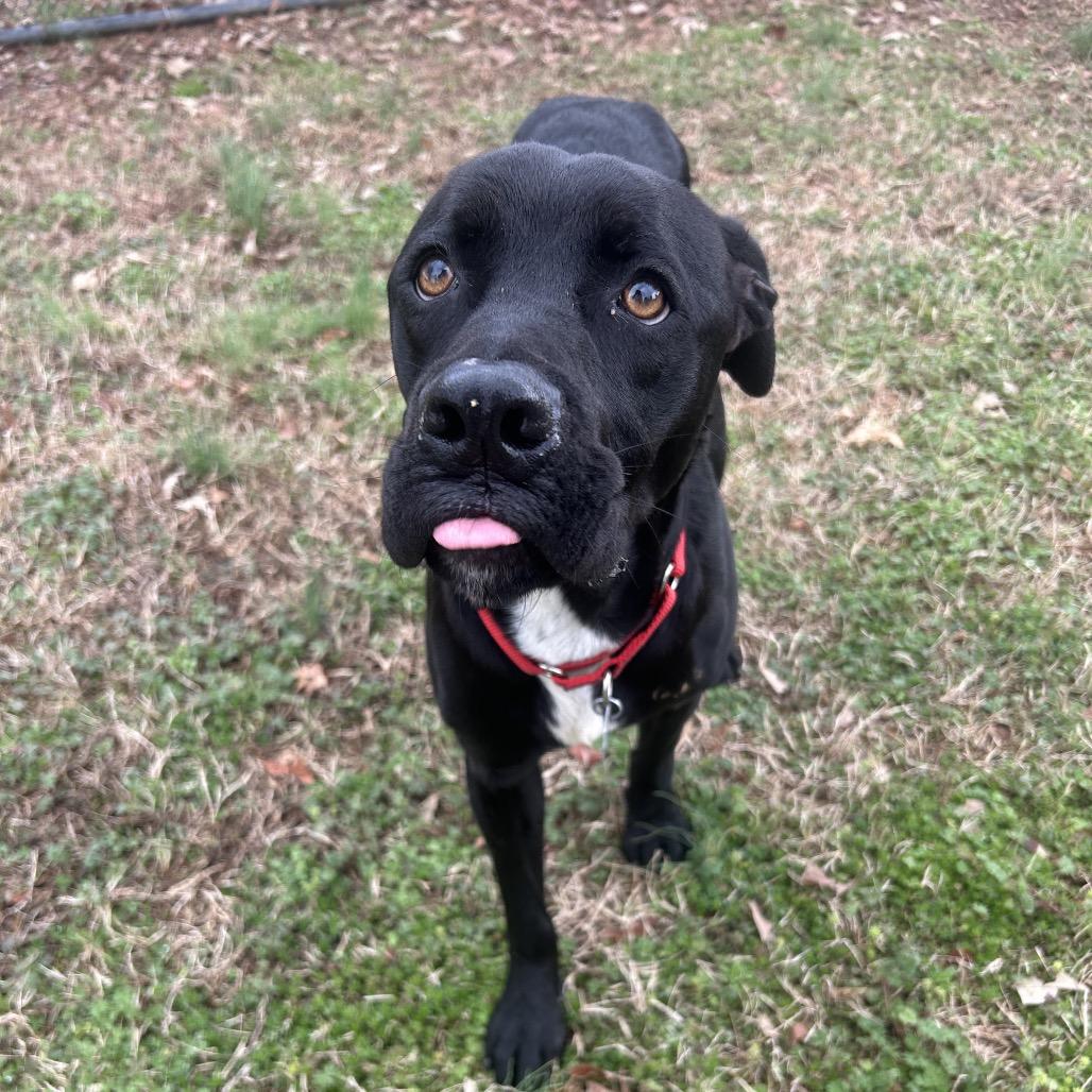 Enlarge Shadow, a Adoptable Mixed Breed in Chattanooga, TN image 4/6