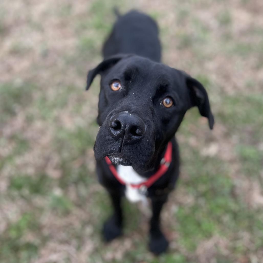 Enlarge Shadow, a Adoptable Mixed Breed in Chattanooga, TN image 5/6