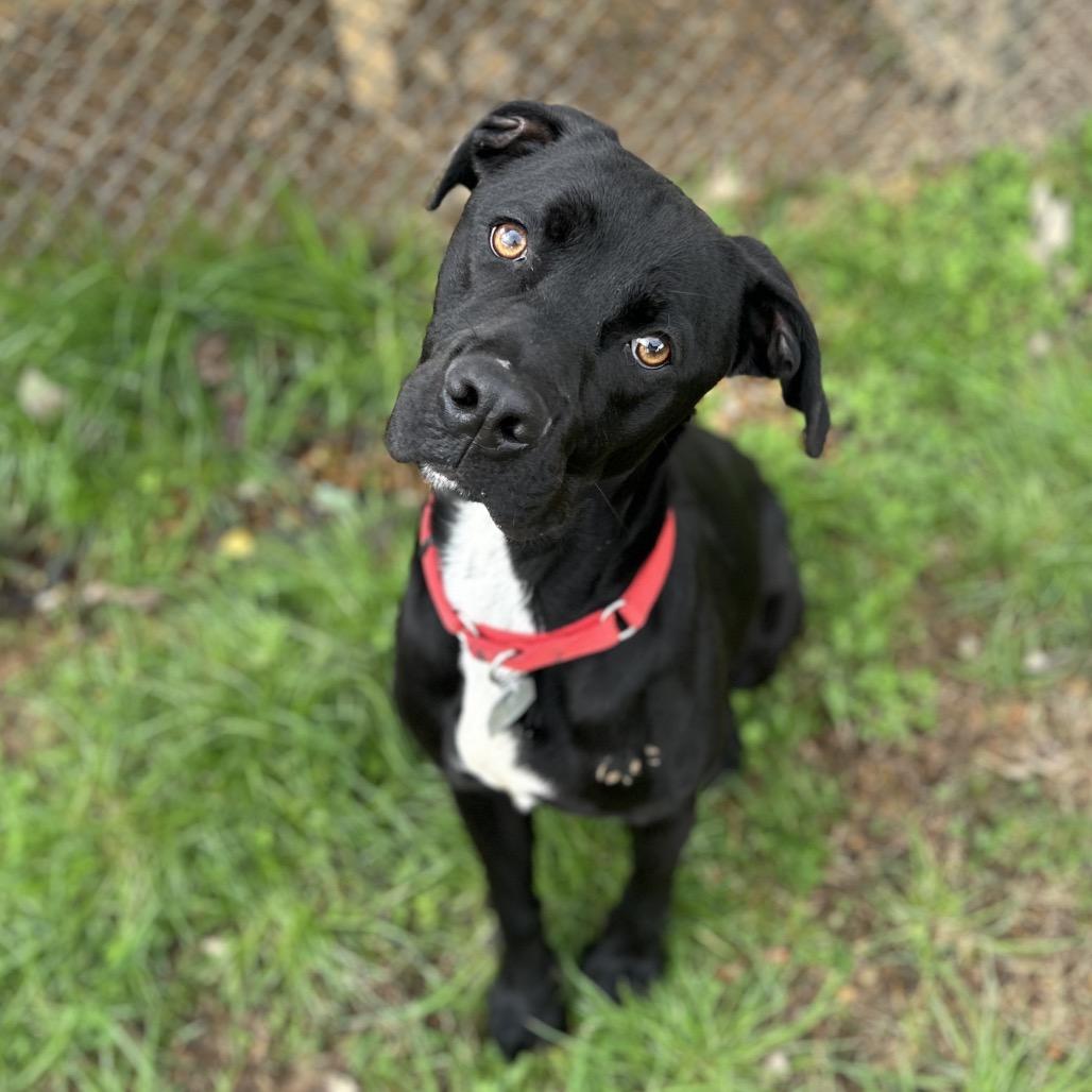 Enlarge Shadow, a Adoptable Mixed Breed in Chattanooga, TN image 6/6