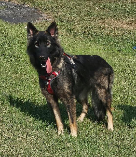 Enlarge Suki, a Adoptable German Shepherd Dog in Gardiner, NY image 3/4