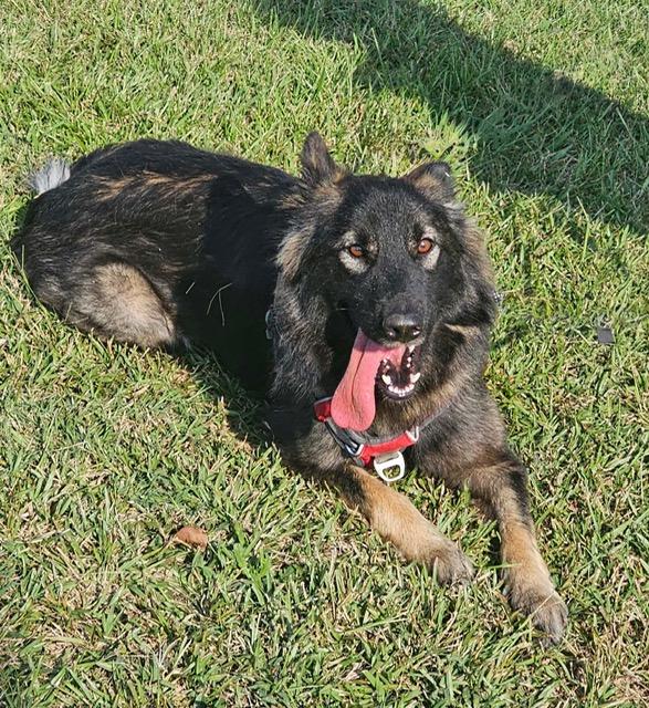 Enlarge Suki, a Adoptable German Shepherd Dog in Gardiner, NY image 2/4