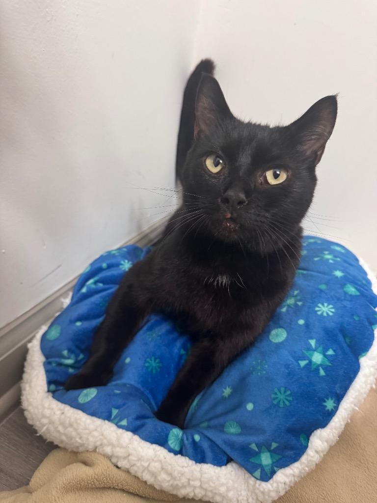 Enlarge *Perugino, a Adoptable mixed breed in Newnan, GA image 1/1