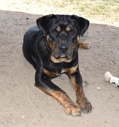 Enlarge Drumstick, a ADOPTABLE mixed breed in Inverness, FL image 3/3