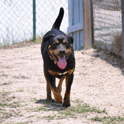 Drumstick, ADOPTABLE, Young Male Rottweiler & Labrador Retriever.