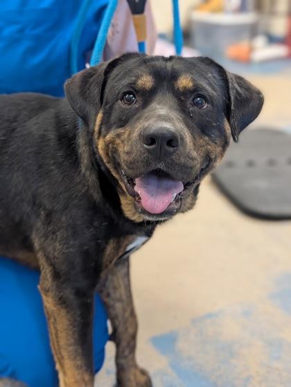 Enlarge Drumstick, a ADOPTABLE mixed breed in Inverness, FL image 2/3