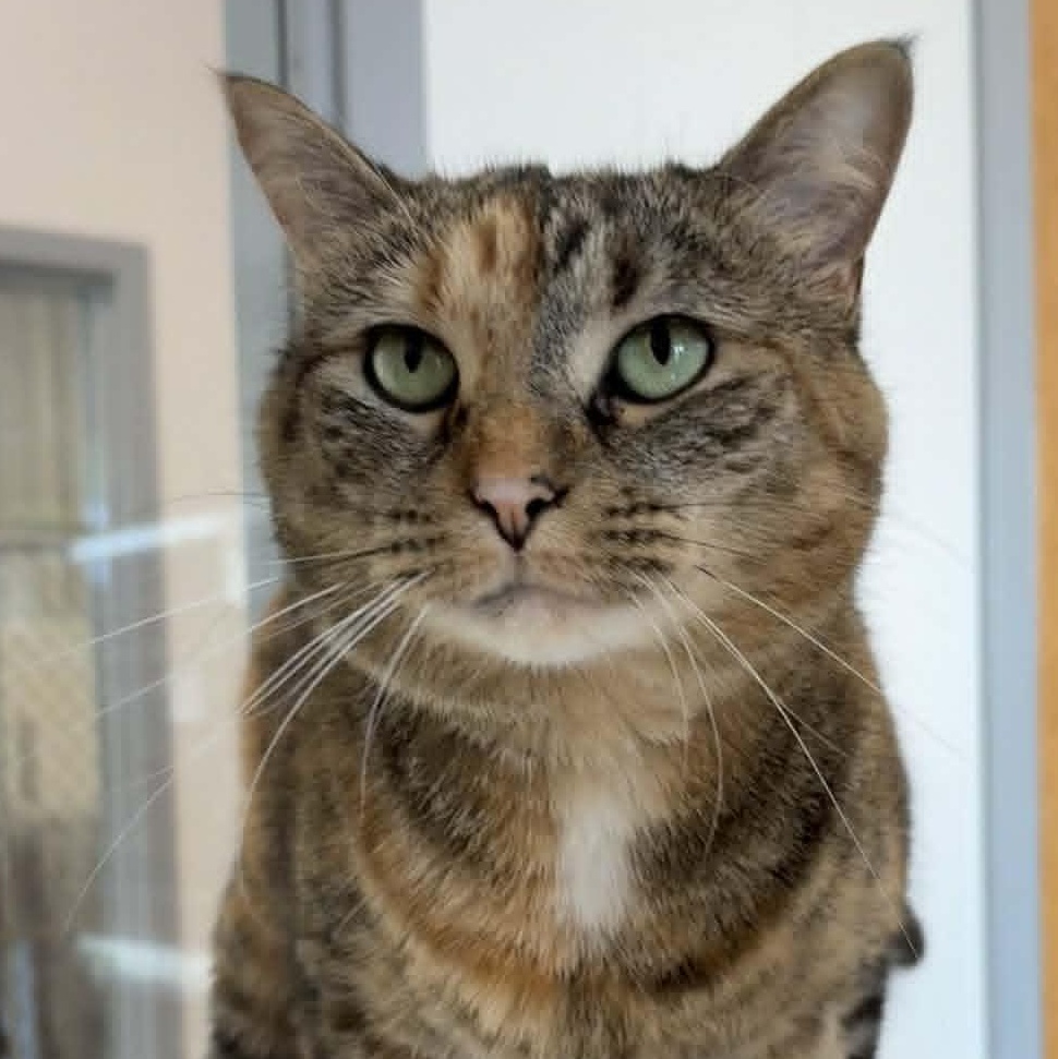 Enlarge Fern, a Adoptable Tabby in Rushville, IL image 1/2