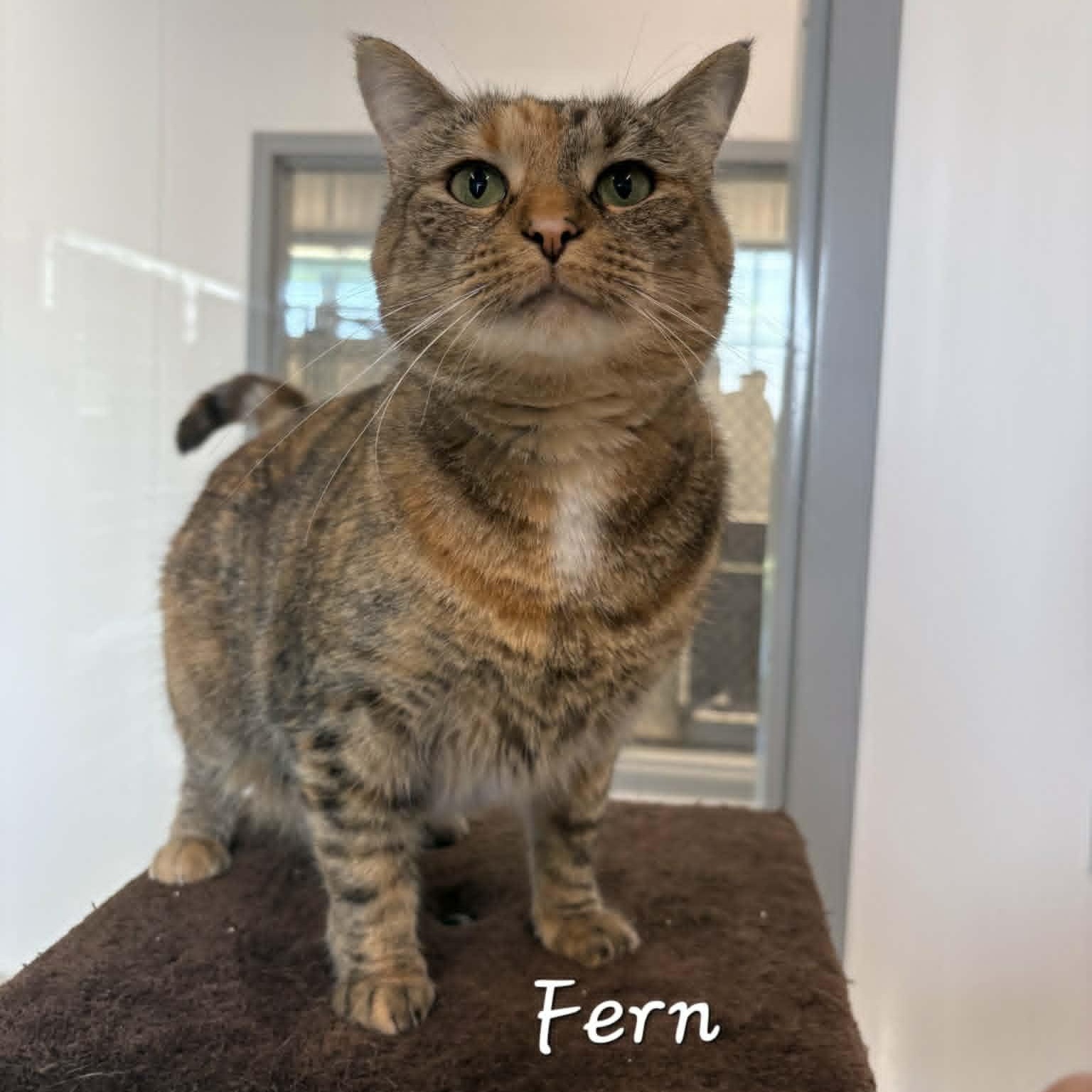 Enlarge Fern, a Adoptable Tabby in Rushville, IL image 2/2
