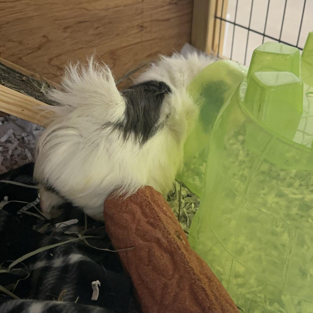 Beetle, Adoptable, Adult Male Guinea Pig.