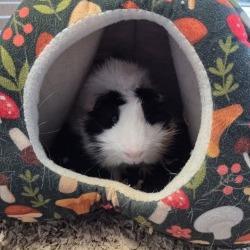 Beetle, a Adoptable Guinea Pig in Pittsford, VT image 2/2