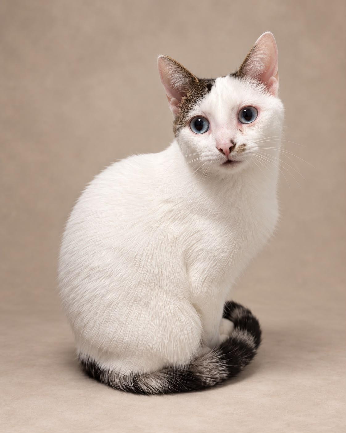 Dofu, Adopted, Young Female Tabby.